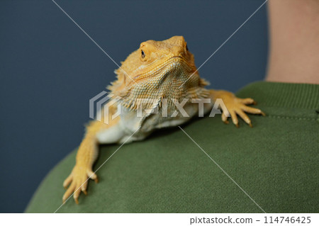 Minimal close up of yellow iguana sitting on mans shoulder and looking at camera against blue, copy space Minimal close up of yellow iguana sitting on mans shoulder and looking at camera against blue, copy space 114746425