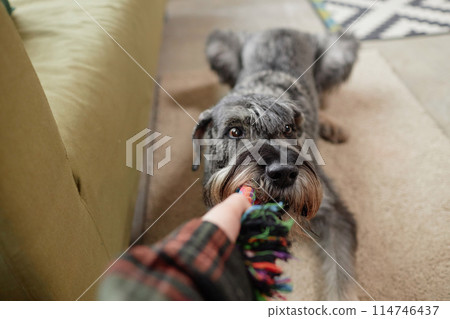 POV of unrecognizable person playing tug with dog young and active schnauzer puppy having fun 114746437