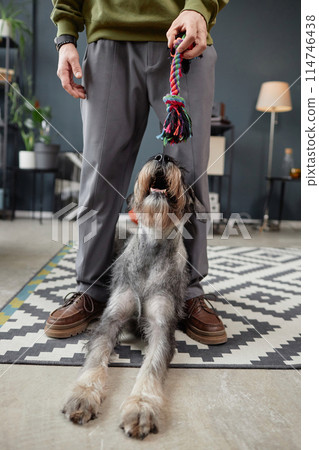 Vertical full length portrait of curious schnauzer puppy looking up at man holding dog toys 114746438
