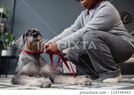 Side view closeup of Black woman clipping on lead and collar on schnauzer dog getting ready to go for walk copy space 114746442