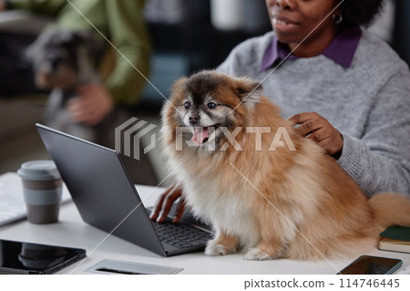 Full length portrait of cute pet dog sitting on desk in animal friendly office with African American woman using laptop copy space 114746445
