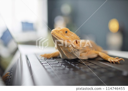 Close up of cute yellow pet iguana sitting on laptop keyboard and looking at camera with blurred background copy space Close up of cute yellow pet iguana sitting on laptop keyboard and looking at camera with blurred background copy space 114746455