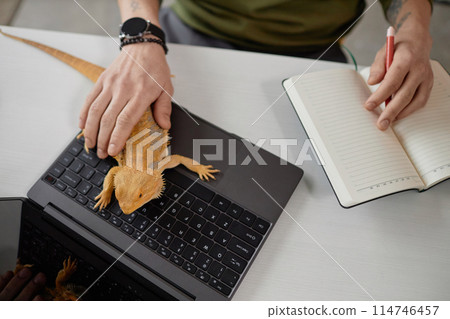 Top view of unrecognizable man petting iguana sitting on laptop keyboard while working from home copy space Top view of unrecognizable man petting iguana sitting on laptop keyboard while working from home copy space 114746457
