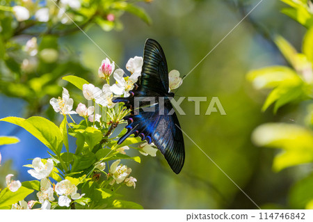 日本烏鴉燕尾從花中吸取花蜜 114746842