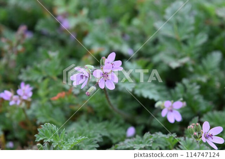 Dutch buttercups blooming in spring 114747124