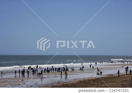 Shellfish gathering on the coastline on a clear May day. Everyone was excited and catching clams on the shoreline. 114747201