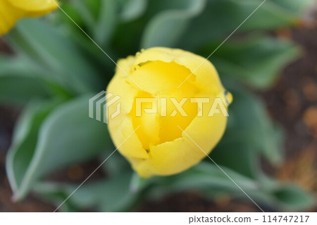 Yellow flower 114747217