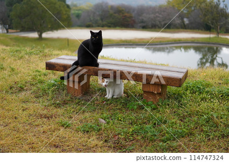 A cute cat playing alone in a cat colony 114747324