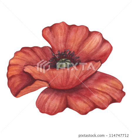 Red poppy petals black stamens flower. Meadow wild blossom, field blooming plants clip art. Hand drawn watercolor illustration isolated on white background. For Memorial day designs, cards, posters 114747712