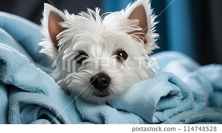 A West Highland White Terrier, snugly wrapped in a towel post-bath 114748528