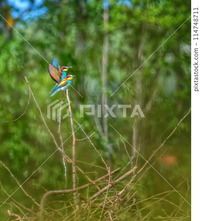 European bee-eater birds, Merops Apiaster, couple on a branch, Geneva, Switzerland 114748711