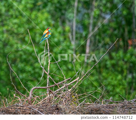 European bee-eater birds, Merops Apiaster, couple on a branch, Geneva, Switzerland European bee-eater birds, Merops Apiaster, couple on a branch, Geneva, Switzerland 114748712