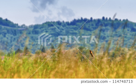 European bee-eater bird, Merops Apiaster, in a field, Geneva, Switzerland 114748713
