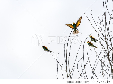 European bee-eater birds, Merops Apiaster, Geneva, Switzerland European bee-eater birds, Merops Apiaster, Geneva, Switzerland 114748716