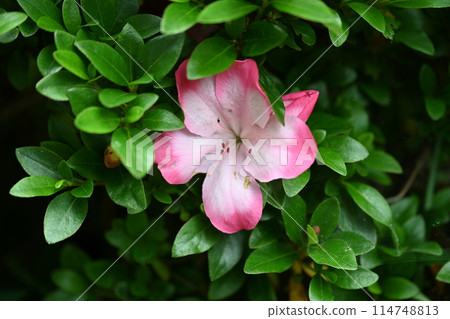 房子花園裡盛開的小月花 房子花園裡盛開的小月花 114748813