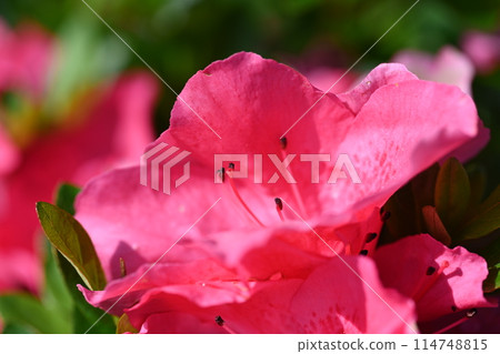 房子花園裡盛開的小月花 房子花園裡盛開的小月花 114748815