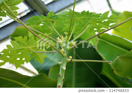 木瓜果實 114748833