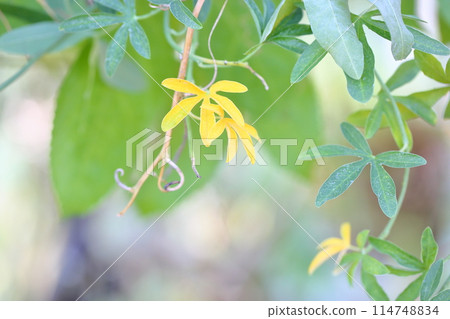 Passiflora chitrina flower Passiflora chitrina flower 114748834
