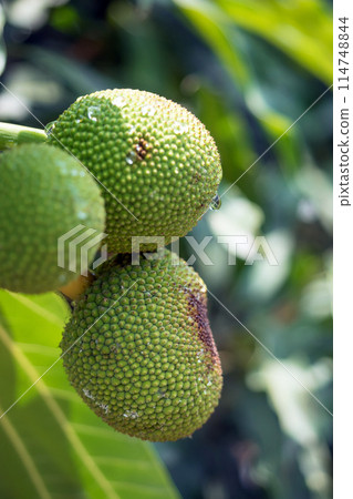 Close up of young breadfruit buds on the tree Close up of young breadfruit buds on the tree 114748844