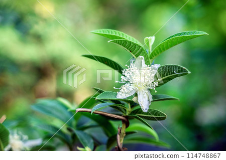 Dwarf Guava flower on Tree in plastic pot 114748867