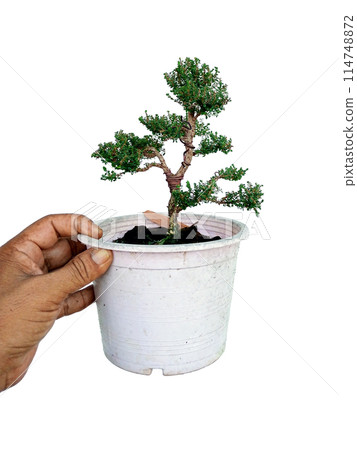 Phyllodium pulchellum in ceramic pots used to create bonsai. 114748872