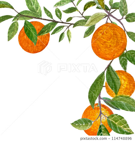Orange fruit branch with leafs watercolor frame isolated on white background. High quality hand drawn art for food design, packages, restaurant menu, cards, natural organic food, label, logo and decor 114748896
