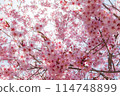 Cherry blossoms wrapped in light 114748899