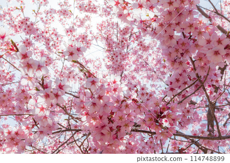 Cherry blossoms wrapped in light Cherry blossoms wrapped in light 114748899
