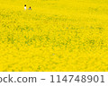 Couple walking in a field of rape blossoms 114748901