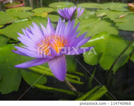 蓮花在水中反射了 114748968