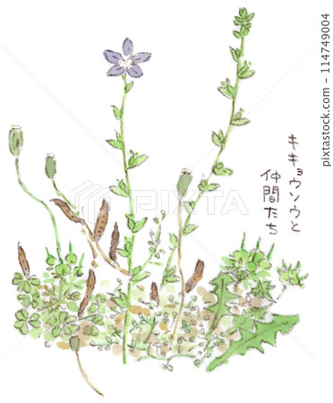 Watercolor illustration of early summer plants, bellflowers and wildflowers Watercolor illustration of early summer plants, bellflowers and wildflowers 114749004