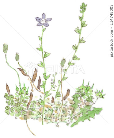 初夏植物、風鈴草和野草的水彩插圖 初夏植物、風鈴草和野草的水彩插圖 114749005
