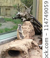 meerkat  114749059