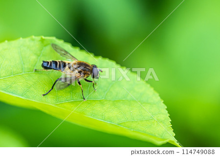 Stag beetle fly Stag beetle fly 114749088