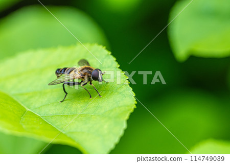 Stag beetle fly 114749089