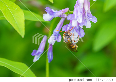 A giant hornet sucking nectar from a flower A giant hornet sucking nectar from a flower 114749093