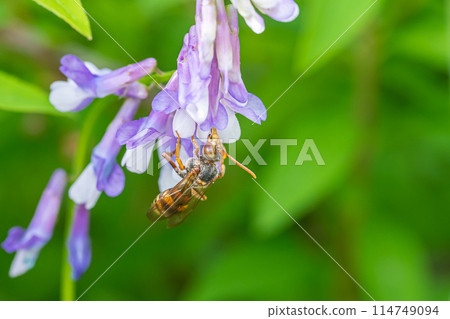 從花中吸取花蜜的蜜蜂 114749094