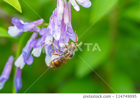 A giant hornet sucking nectar from a flower A giant hornet sucking nectar from a flower 114749095