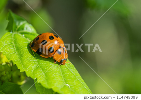 黑尾Tento 114749099