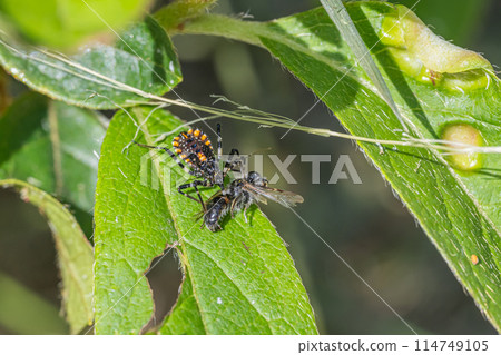 以昆蟲為食的條紋蟲幼蟲 114749105