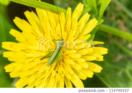 Katydid larvae on a dandelion Katydid larvae on a dandelion 114749107