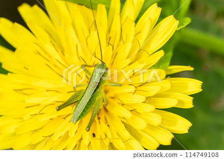 蒲公英上的螽斯幼蟲 蒲公英上的螽斯幼蟲 114749108