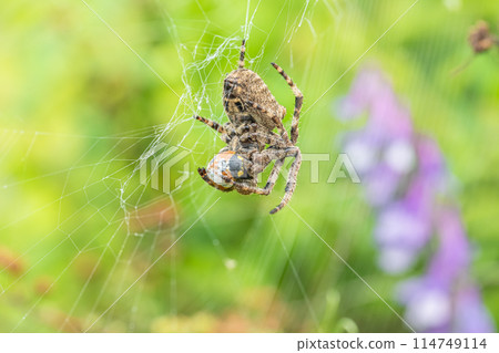 A brown spider preying on a ladybug 114749114