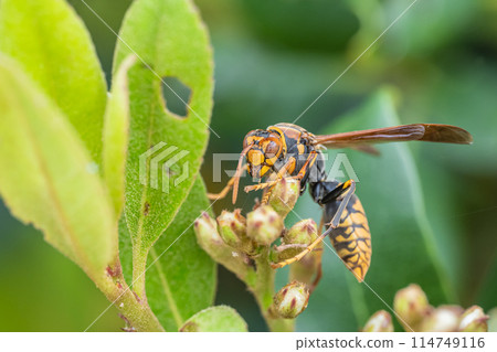 Polistes jokahamae 114749116