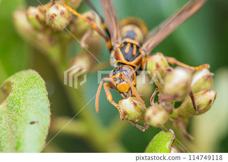 Polistes jokahamae 114749118
