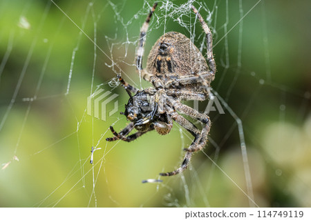 捕食昆蟲的黑白蜘蛛 114749119