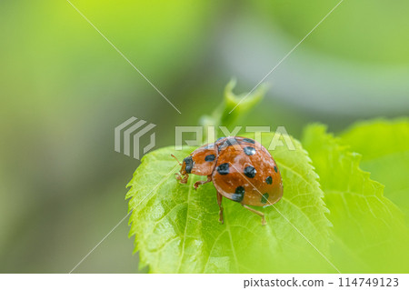 Black-tailed Tento 114749123