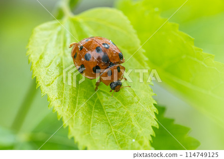 黑尾Tento 114749125