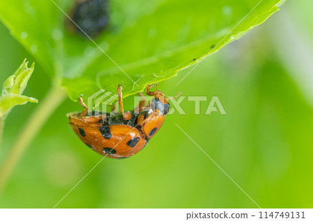 Black-tailed Tento Black-tailed Tento 114749131