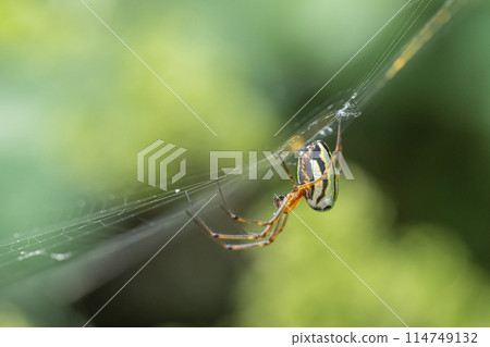 勒考格虛張聲勢 114749132